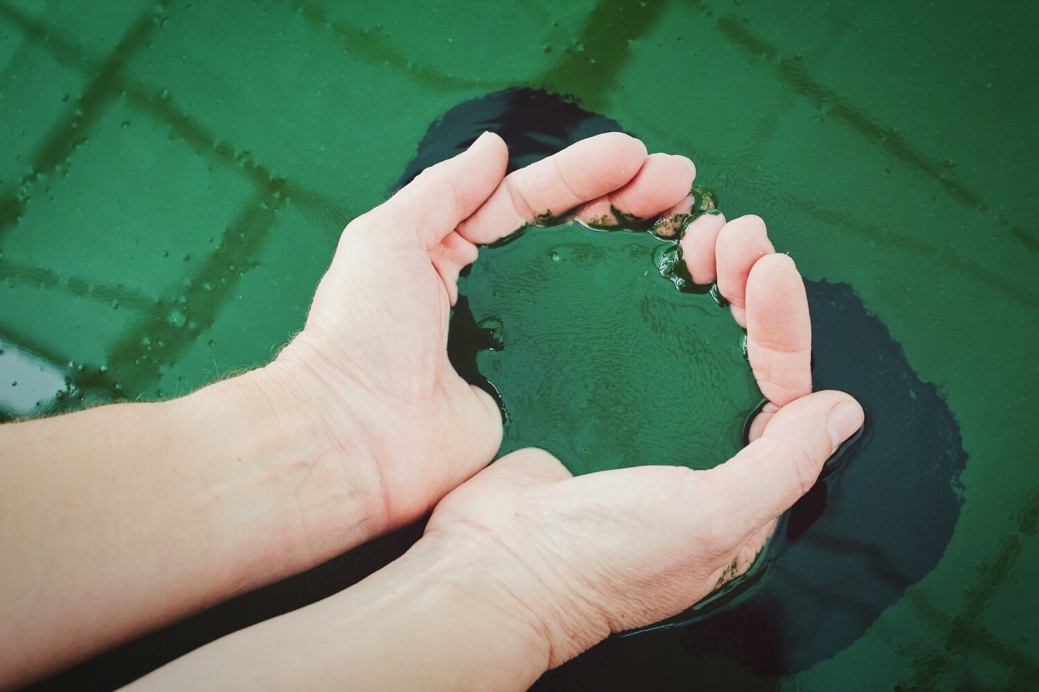 Spirulina