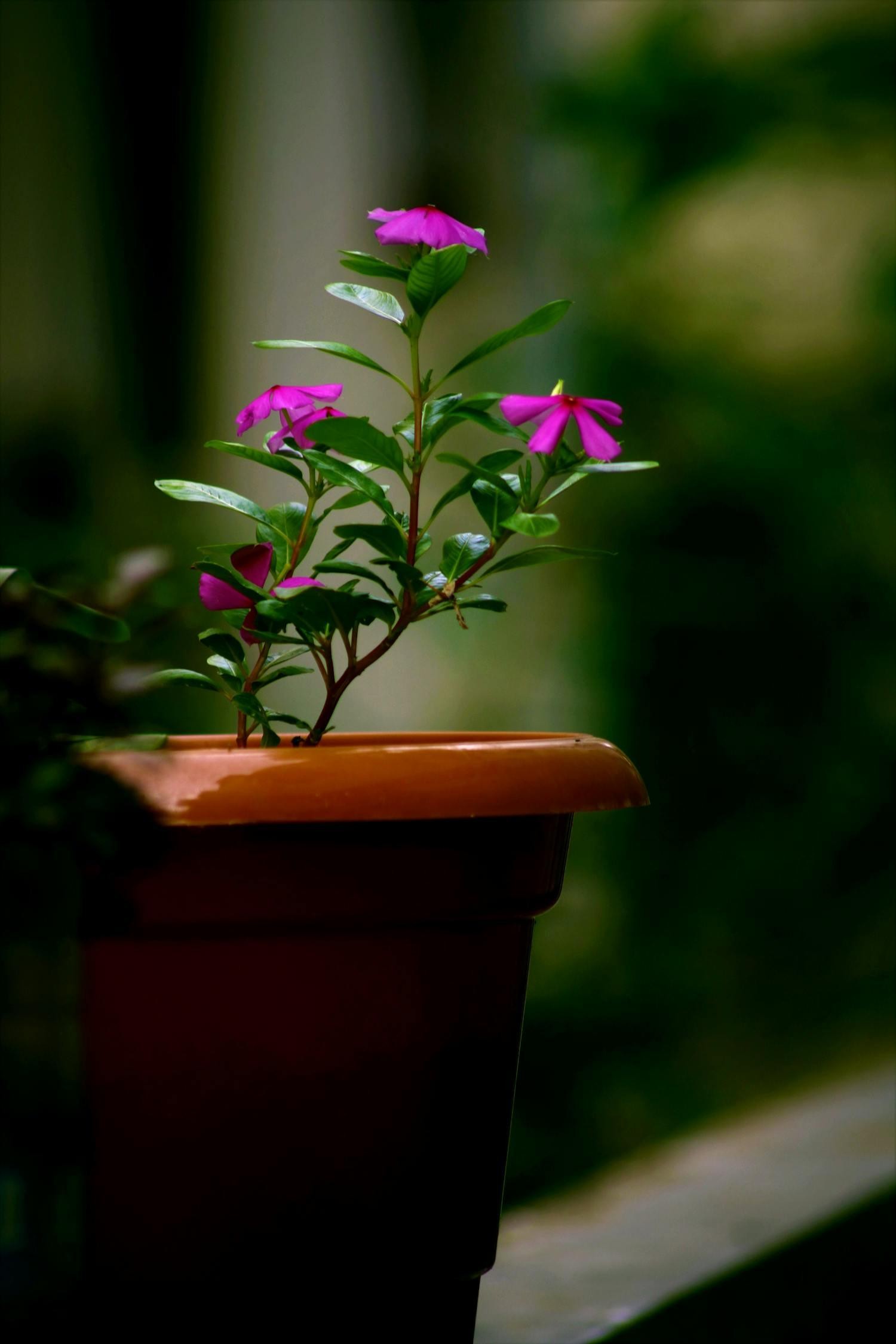 Passionflower