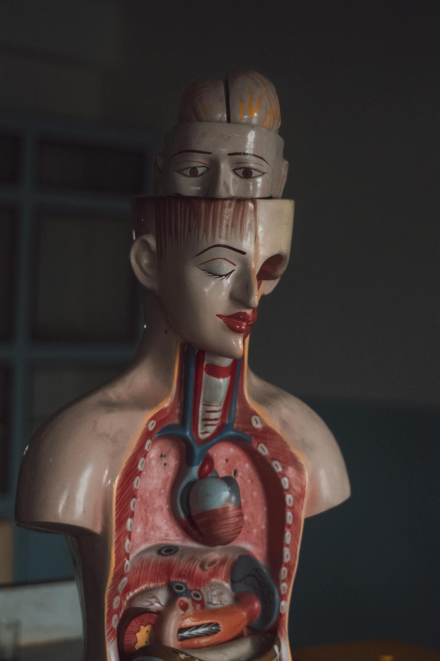 Heart - Circulatory System