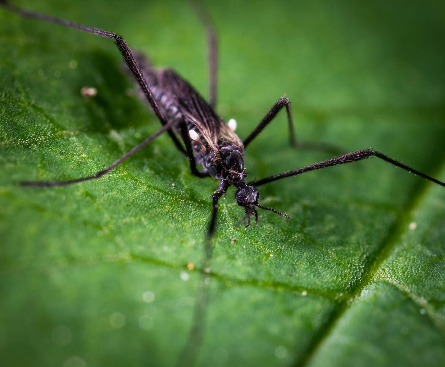 Insect Repellents