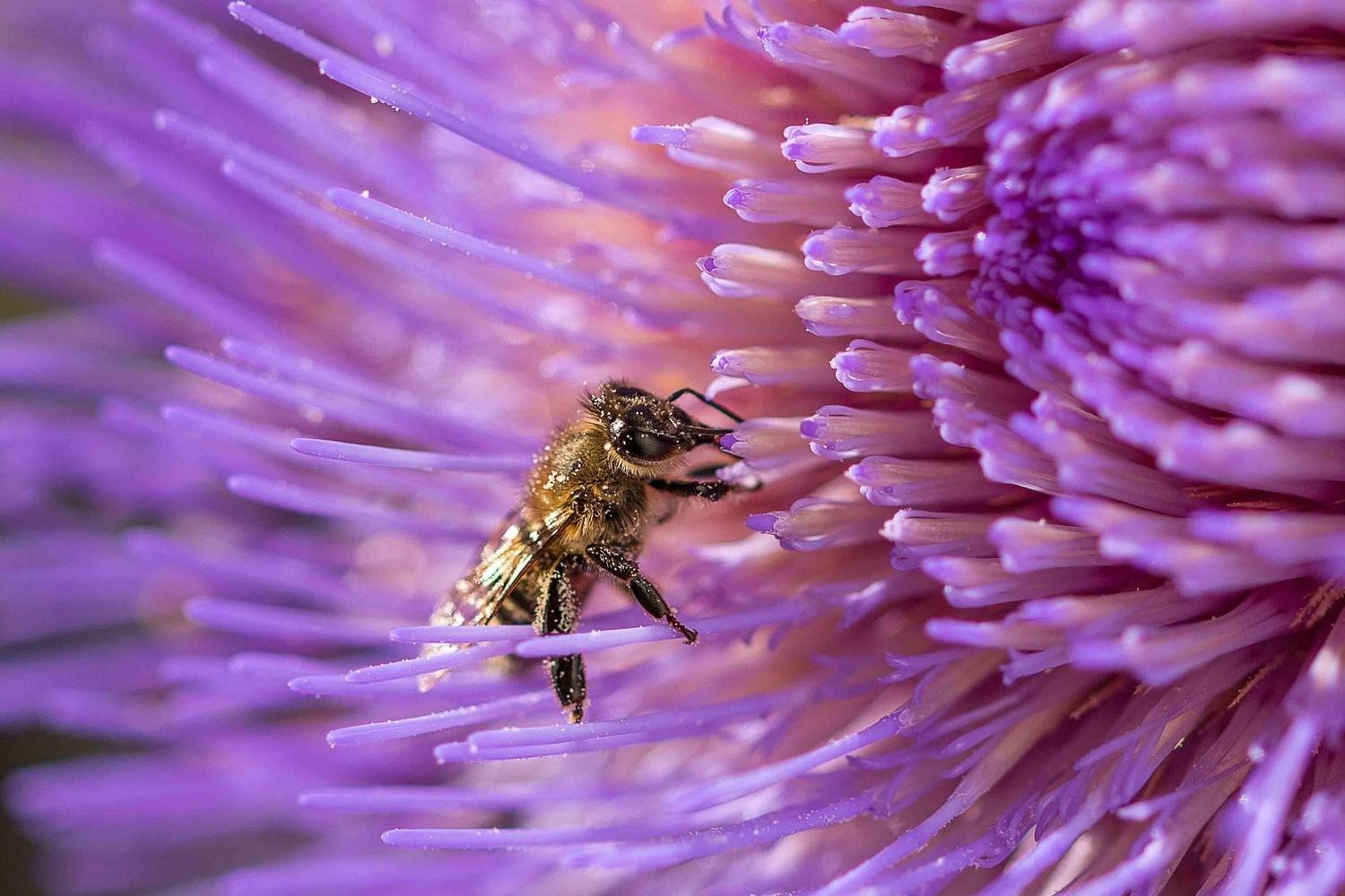 Bee Products